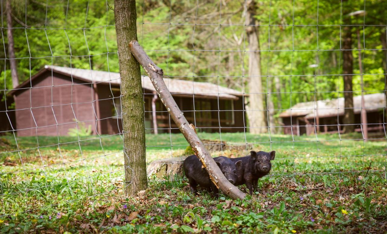Déjá Vu Szállás&rendezvény Camping